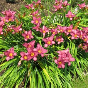 Ľaliovka (Hemerocallis) ´SUMMER WINE´, kont. P9